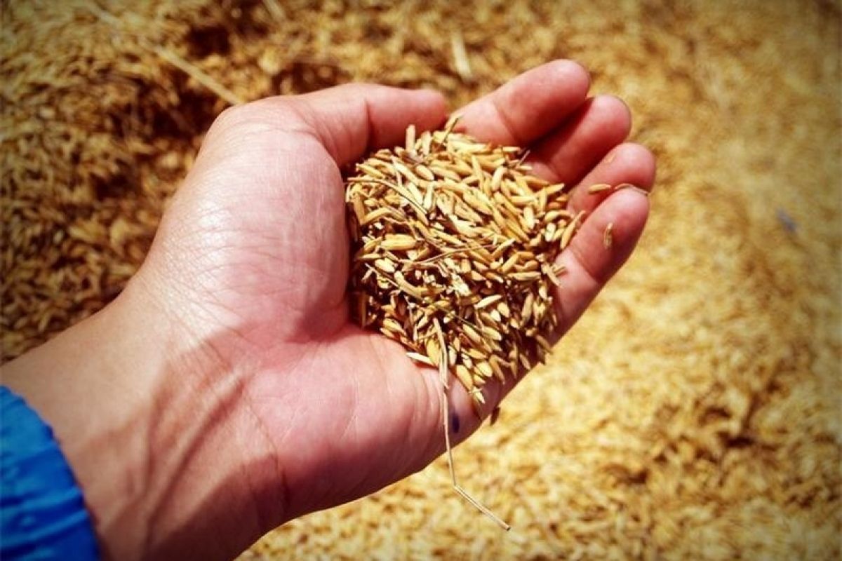 Ogromna potražnja za pšenicom: Svijet ima rezerve samo za 27 dana