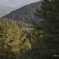 Crna Gora mora zaštititi prašume Zeletina i Visitora