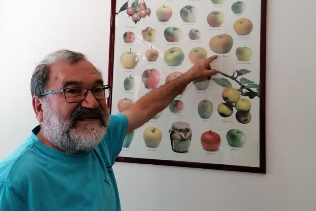 Informacija za voćare: Sorte jabuke „florina“, „goldraš“ i „topaz“ otpornije na bolesti