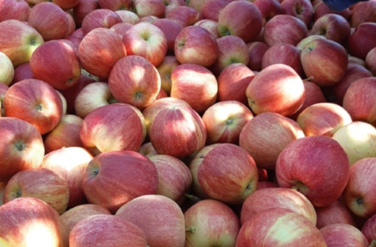 Najveća plantaža jabuka u Crnoj Gori razvijena uz podršku IRF-a