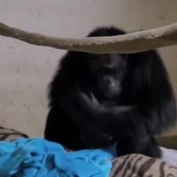VIDEO – Emotivna scena kada mama šimpanza upoznaje novorođenče