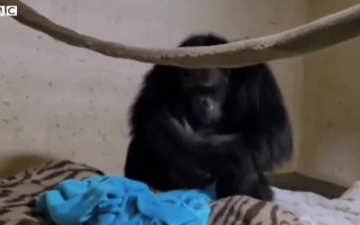 VIDEO – Emotivna scena kada mama šimpanza upoznaje novorođenče