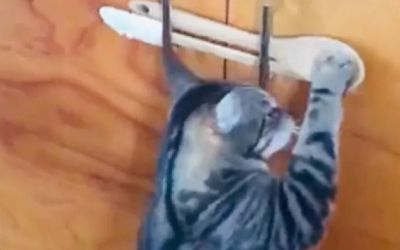 Video mačka provalnika osvojio mreže