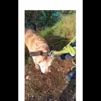 VIDEO – Podgorički vatrogasci spasili labradora koji je bio zaglavljen na visokoj litici kod mosta u Zagoriču