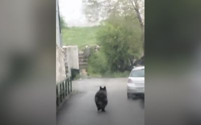 Medvjed se spustio u Sarajevo sa obližnjeg brda