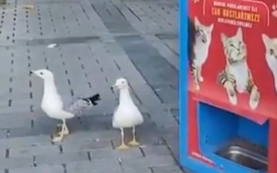 VIDEO – Galebovi mjauču kako bi dobili hranu za mačke: Nevjerovatan snimak obišao svijet, mnogi se pitaju kako je ovo moguće