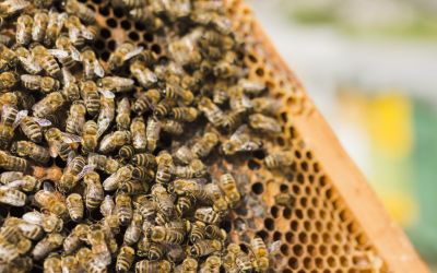 Sa kamiona u Kanadi pale košnice sa pet miliona pčela, vozač pretrpio više od 100 uboda