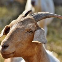 Italijansko ostrvo nudi koze na poklon