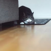 Šta znači kada vam mačka donese miša na kućni prag? Ovo hoće da vam poruči