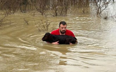 FOTO – Stočar iz ledene vode spasio tele