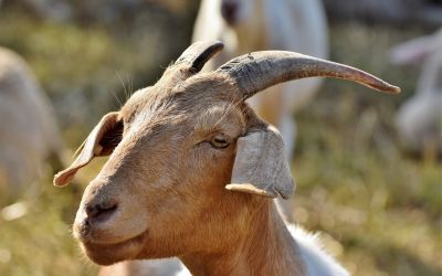 Italijansko ostrvo uvelo program “Udomi kozu”: Vaše su besplatno, ali ih morate uhvatiti