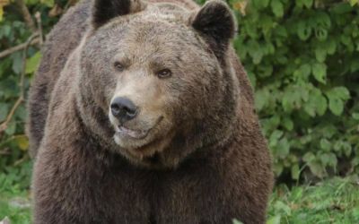 Ušao u supermarket: Medvjed napao muškarca u Japanu