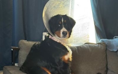 FOTO – Veterinari iz stomaka psa izvadili 44 predmeta, najviše čarapa