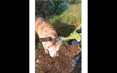 VIDEO – Podgorički vatrogasci spasili labradora koji je bio zaglavljen na visokoj litici kod mosta u Zagoriču