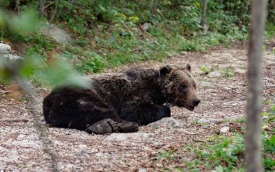 Još jedan medvjed sa Durmitora nosi ogrlicu znanja