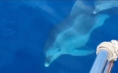 VIDEO – Nova magija na Jadranu: Pogledajte spektakl koji su priredili delfini kod Sutomora