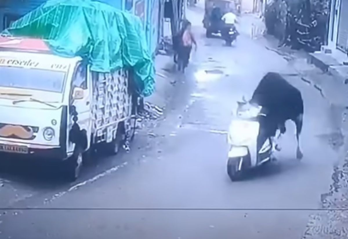 VIDEO – Zalutali bik „provozao“ skuter usred grada, prolaznici u nevjerici