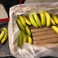 FOTO – Zmija otrovnica pronađena među bananama u marketu