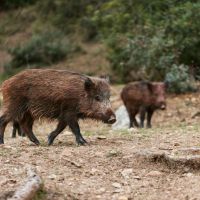 Divlje svinje u Njemačkoj i dalje radioaktivne: Studija pokazala da Černobiljska katastrofa nije jedini izvor