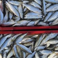 Zaplijenjena velika količina ribe, podnijeta krivična prijava