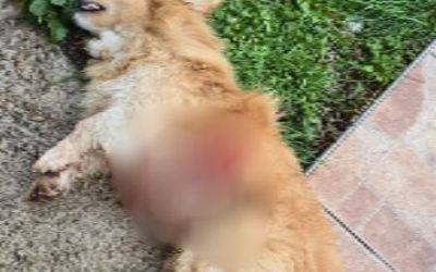 Krivična prijava zbog brutalnog ubistva vlasničkog psa u Danilovgradu