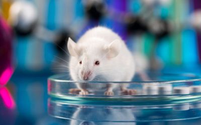 Naučnici sa Kembridža napravili sintetičke mišje embrione sa mozgom i srcem koje kuca