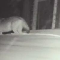 VIDEO – Vuk u Biogradskoj prašumi