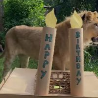 Lav iz Budve slavi prvi rođendan