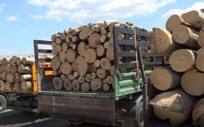 Kolašinci sankcionisani: Nelegalno prevozili drva za ogrijev