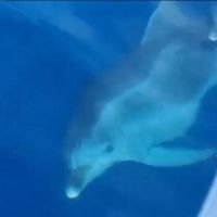 VIDEO – Nova magija na Jadranu: Pogledajte spektakl koji su priredili delfini kod Sutomora