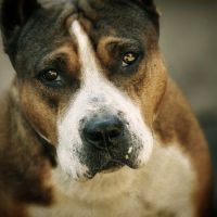 Nikad ne ostavljajte psa u vrućim kolima, ni na pet minuta