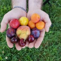Četiri načina da ispravno operete voće i povrće od pesticida