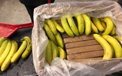 FOTO – Zmija otrovnica pronađena među bananama u marketu