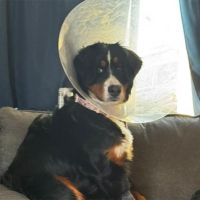 FOTO – Veterinari iz stomaka psa izvadili 44 predmeta, najviše čarapa