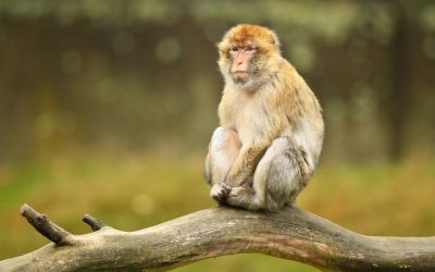 VIDEO – “Ostrvo majmuna” koje pomaže naučnicima da razumiju ljudsko ponašanje