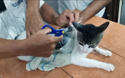 VIDEO – Čuvari uhvatili „narko-mačku“: Unosila pakete kokaina i marihuane u zatvor u Kostariki