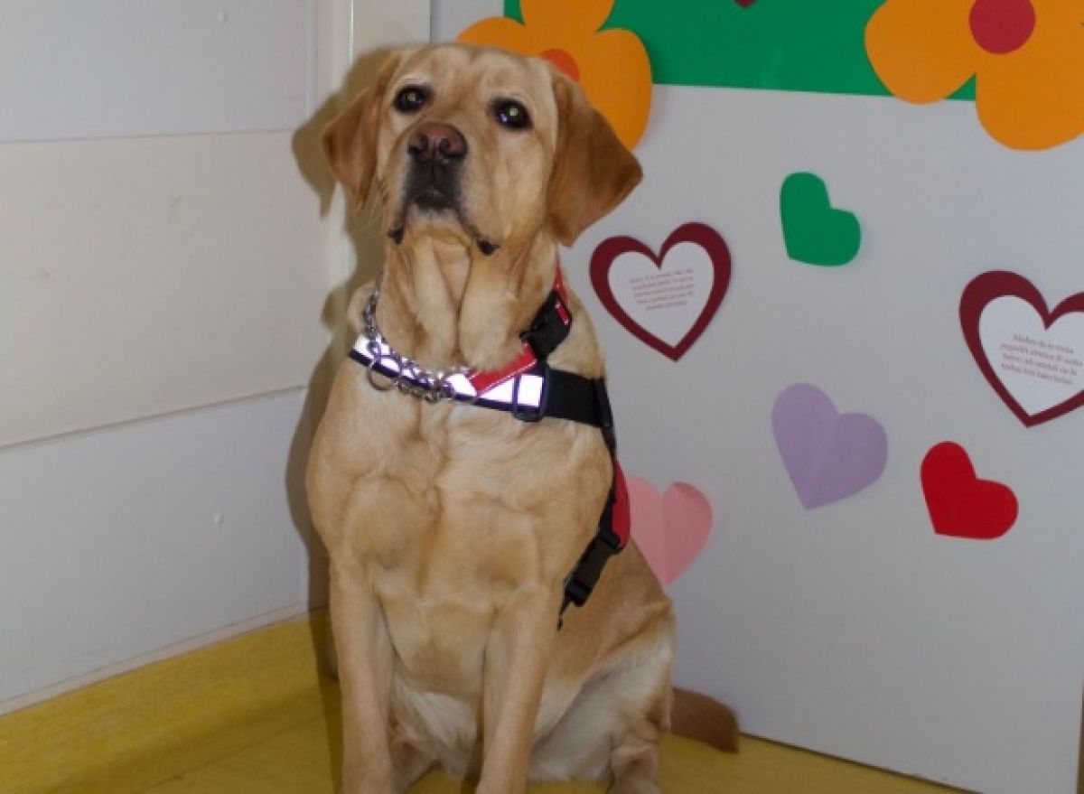 FOTO – Prvi pas doktor u dječijoj bolnici u Zagrebu: Labradorka čuva i zabavlja male pacijente na onkologiji