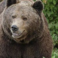 Ušao u supermarket: Medvjed napao muškarca u Japanu