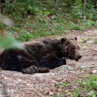 Još jedan medvjed sa Durmitora nosi ogrlicu znanja
