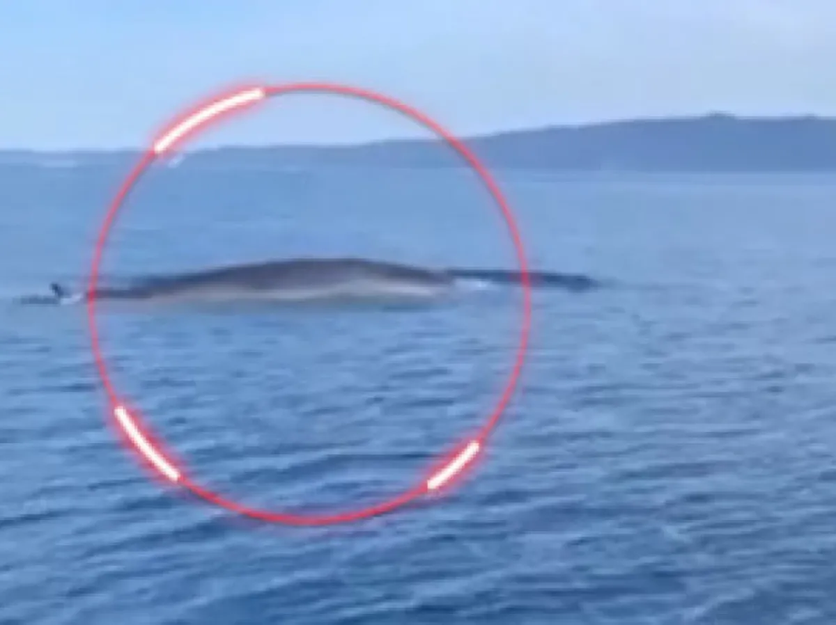 VIDEO – Vjerovali ili ne: Veliki kit snimljen u Jadranskom moru